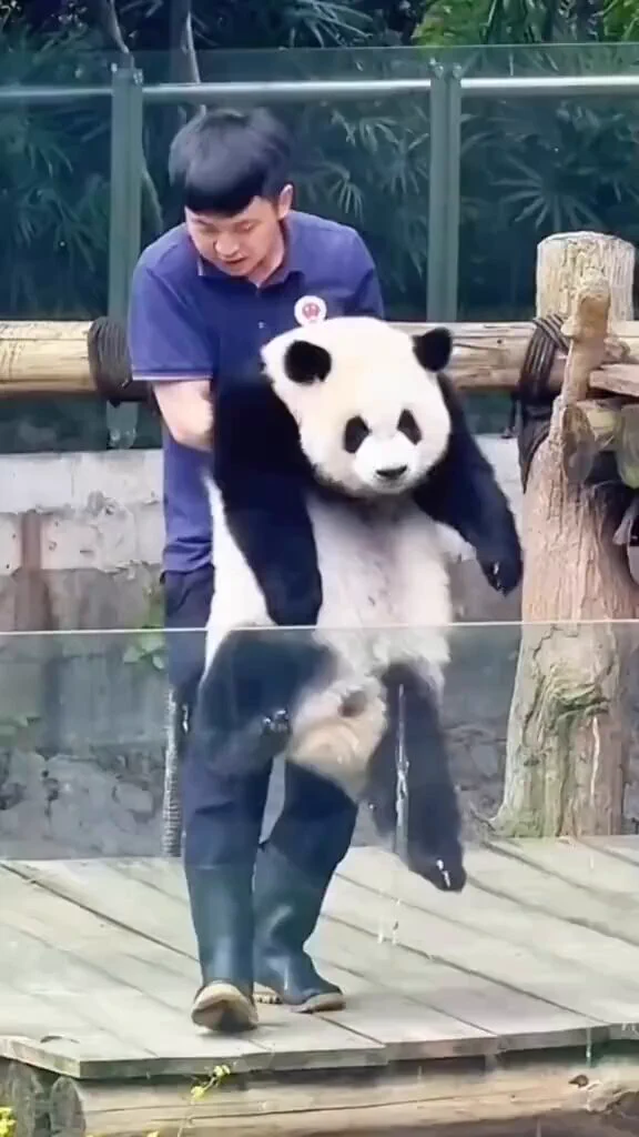 they are pretty little baby🐼😘 https://t.co/8vT3waHpY8