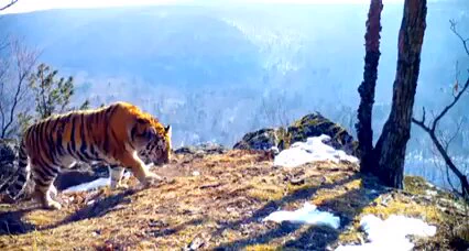 In Primorye Russia, a camera trap captured animals of eight different species in one place. https://t.co/6eCm6b9VAA