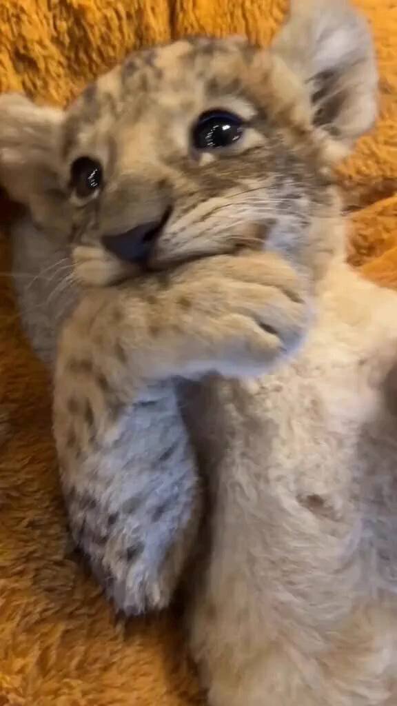 if not friend, why friend shaped? 😭 https://t.co/dVGXu0ffDL