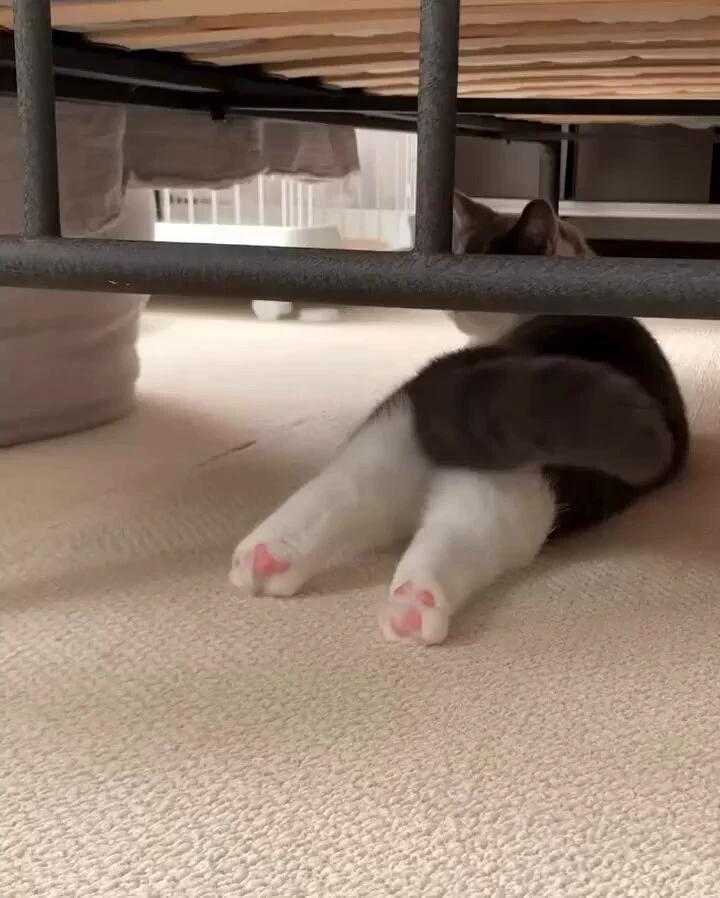 Do you like beans🤗 https://t.co/Jy4c1hi2QE