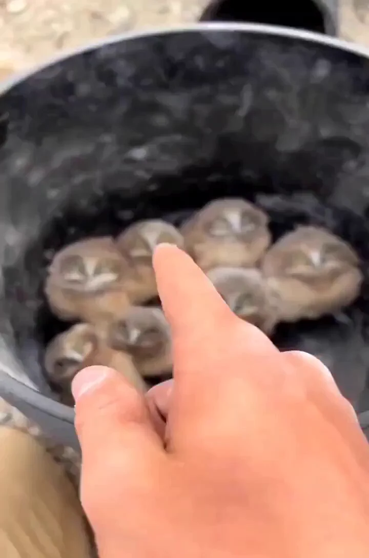 Wildlife conservationist placing baby owls back in their burrow https://t.co/ClQvDXn101