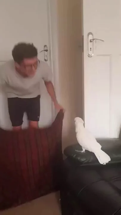 I didn't know that birds were this attached to their humans https://t.co/trjvdfhkLw