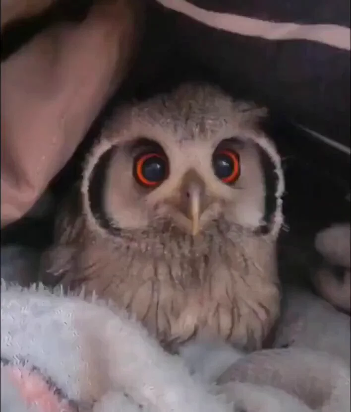 This baby owl 🦉 https://t.co/2tWyZJ2FSE