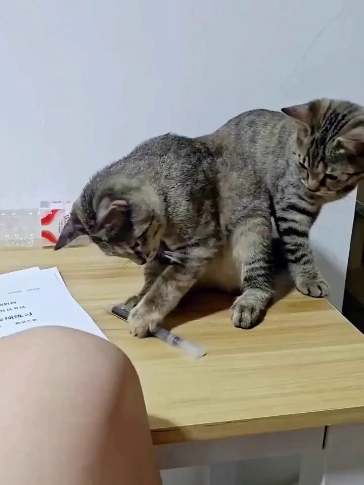 Smart cat..😹 https://t.co/Z4qNjqTCNK