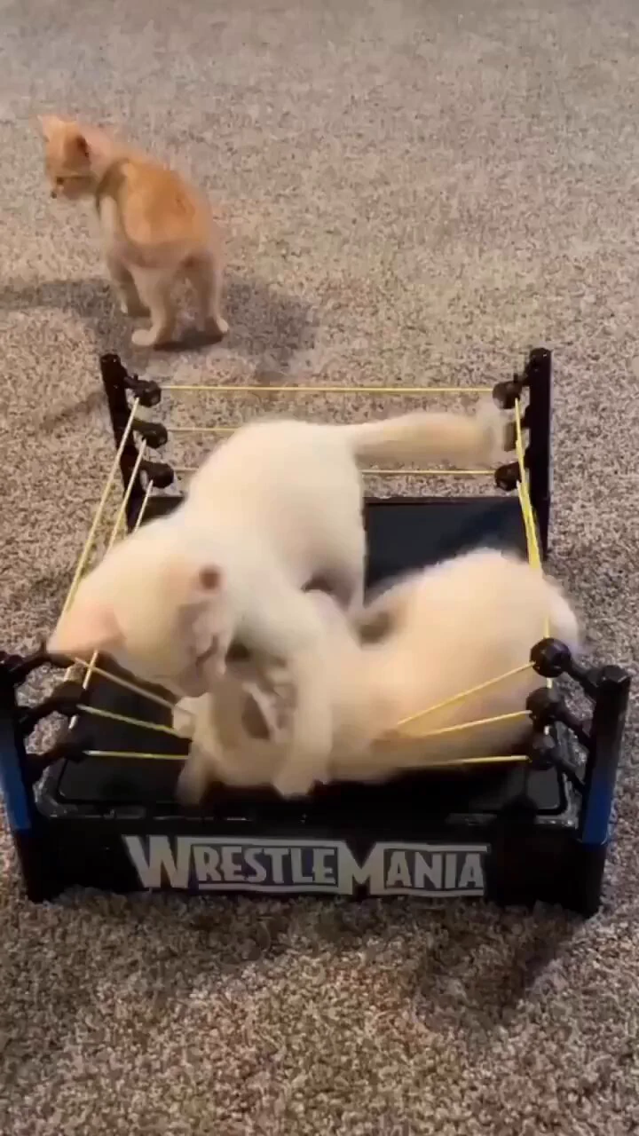 Wrestling https://t.co/2C6r1DFoX2