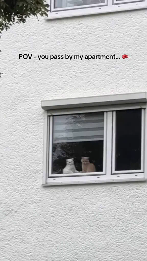 id like to report a domestic dispute https://t.co/RfcJ3xUWzZ