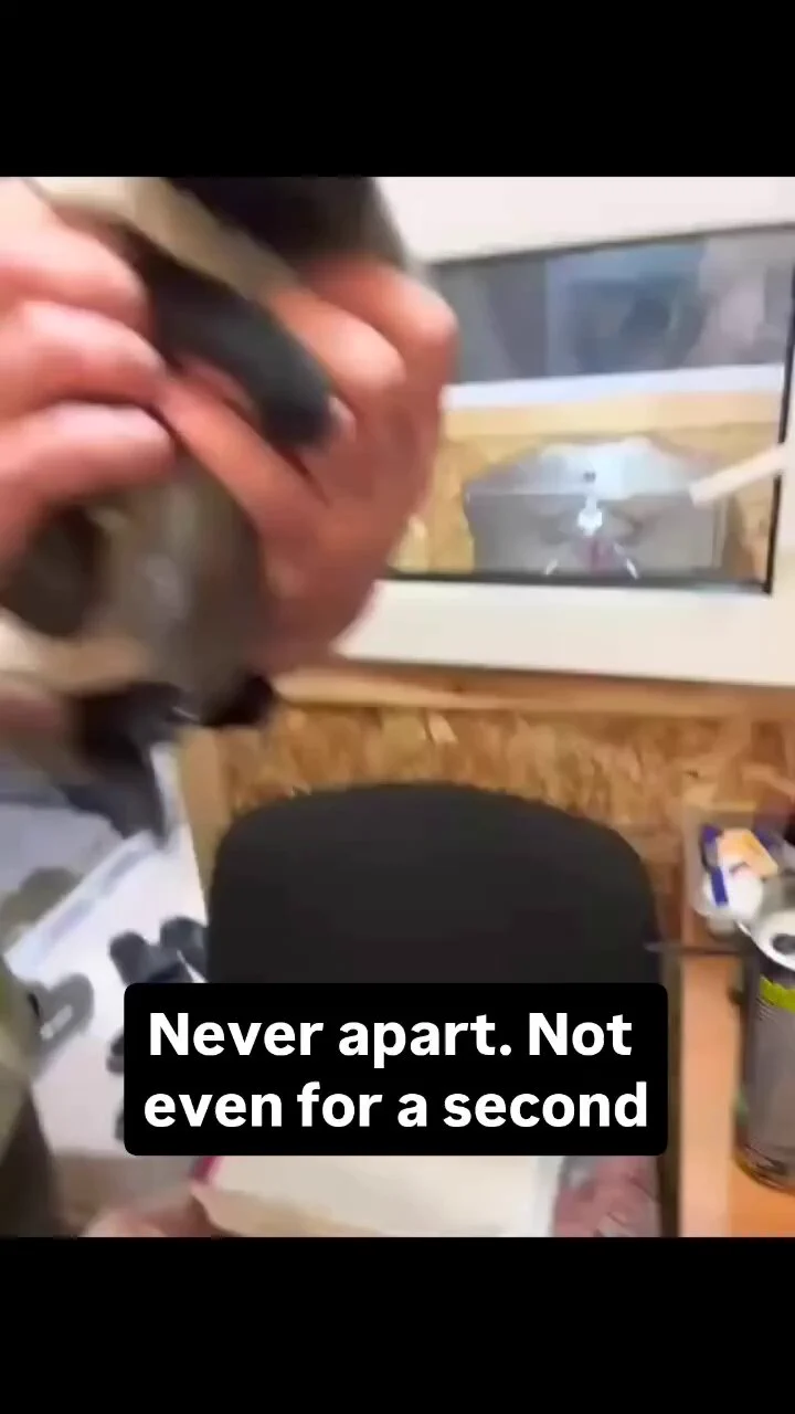 Never try to separate them. Never.☯️ https://t.co/BPlO75qX4r