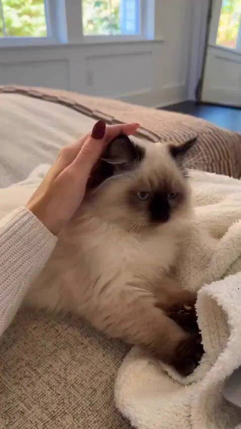test cat https://t.co/Dbx0gq3sg1
