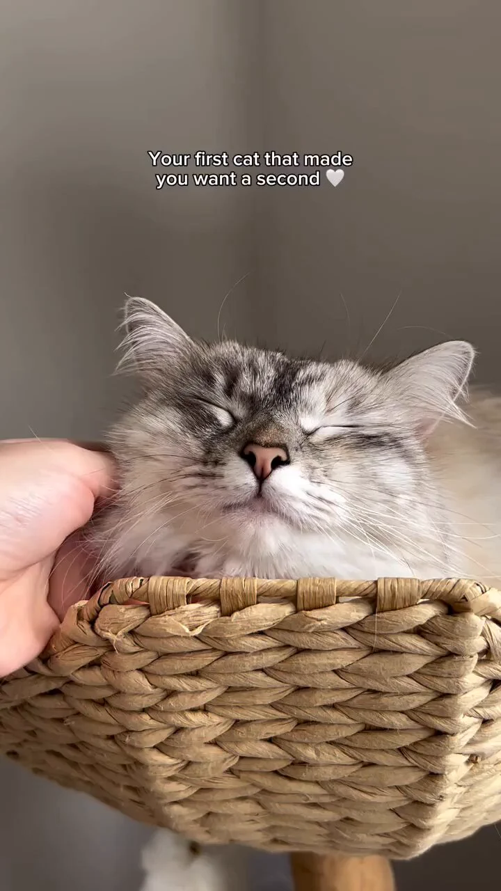 he's sweet too but a little crazy https://t.co/5b7GPiCg8X