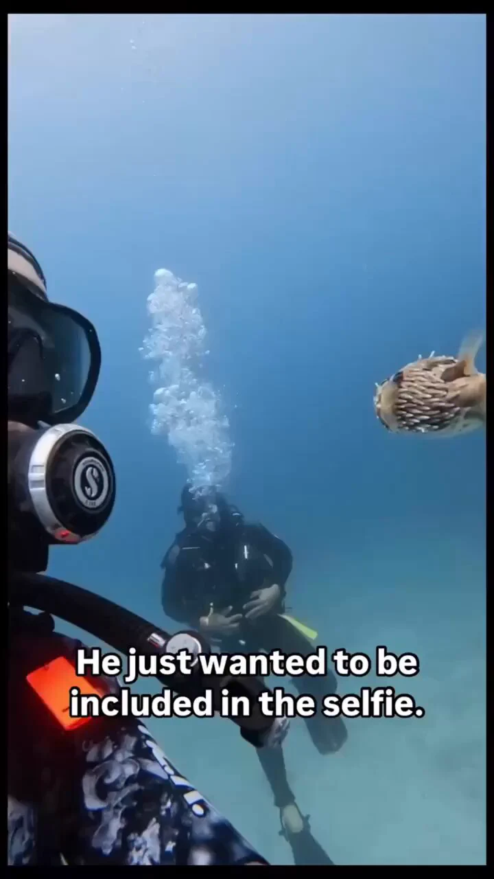 He just wanted to be included in the selfie https://t.co/hJgXcuxknW