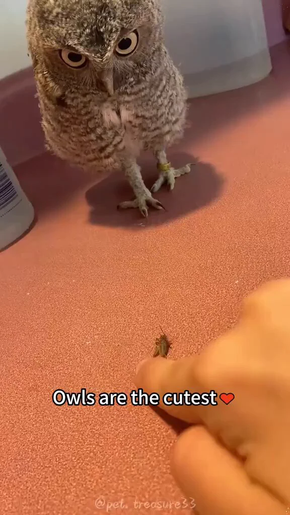 Bird hardware, cat software https://t.co/UtlYIk8F0i