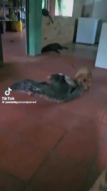 Who knew anteaters were just weird shaped dogs https://t.co/RUjBMDJCOO