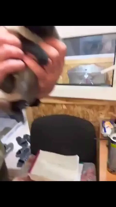 A guy wanted to adopt a cat, but he wouldn't leave his brother's side, so he had to take both of them. https://t.co/ex4r6emlBV