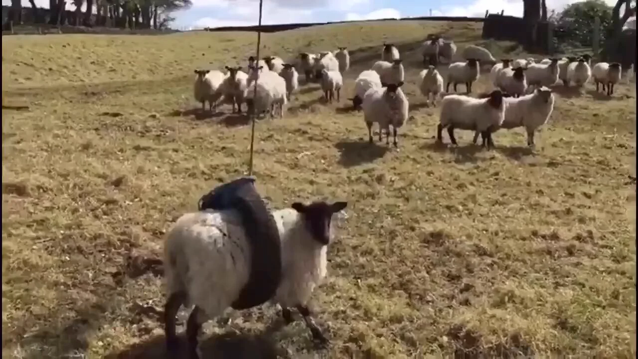 Sheep gets stuck in tire swing https://t.co/ezlwbuylJ0