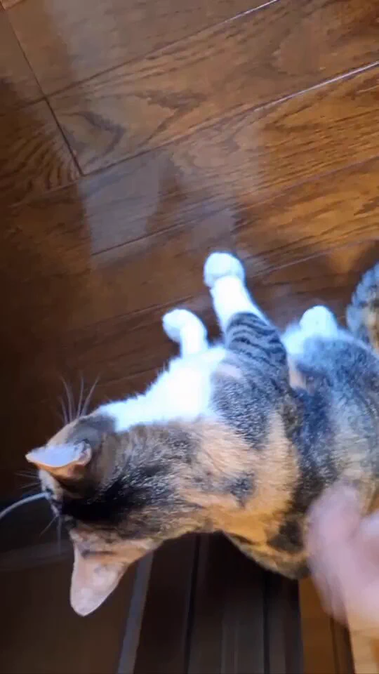 ねこ裏返すと怒るよ https://t.co/KkGR4KZBwV