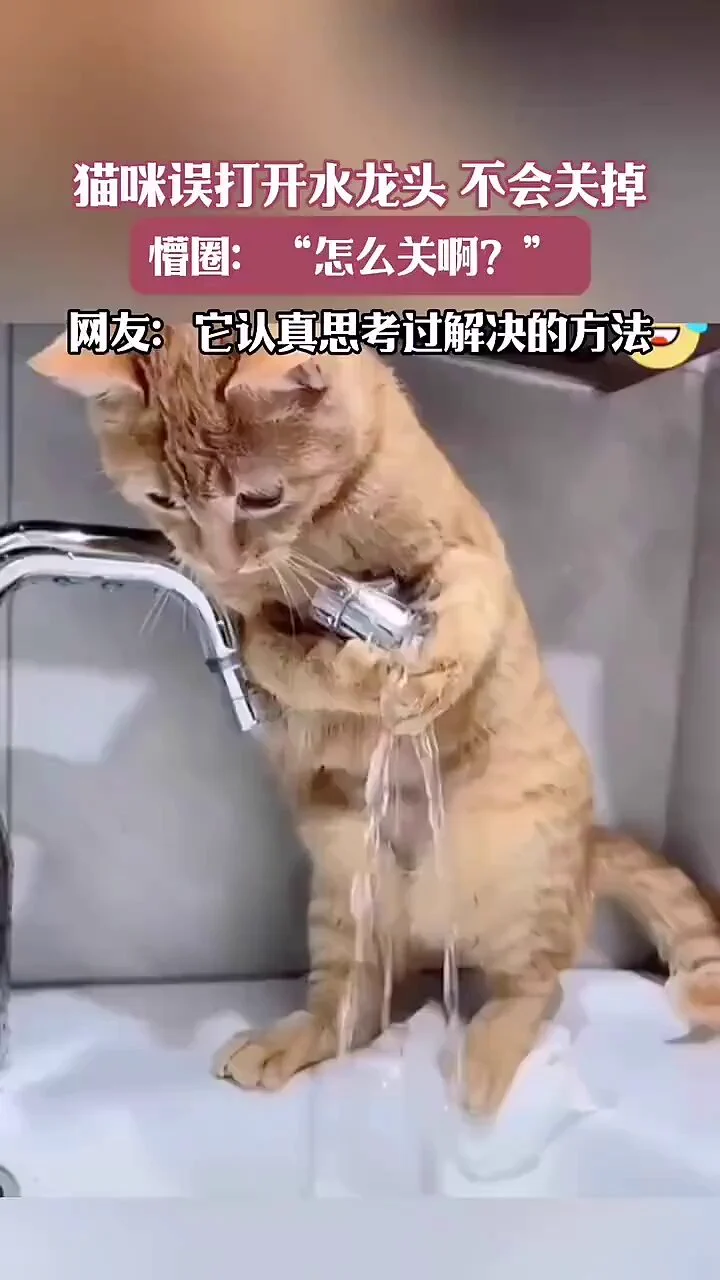 大千世界673：负责任的猫咪！#猫咪  #大千世界  #周五快乐
视频来源于网络 #互关 #互fo https://t.co/fKKaRkUCsk