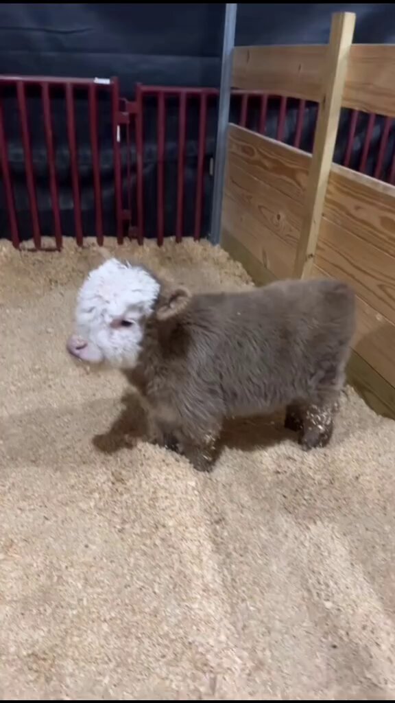 😍🐮❤️ https://t.co/AlPy0MeiaJ