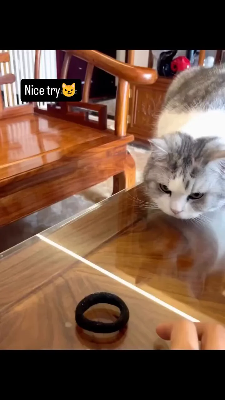 🐱 https://t.co/9eLU9yY2N6