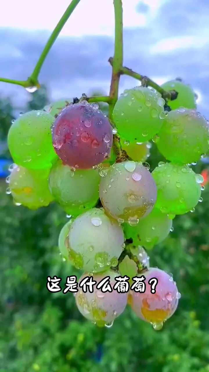 17种不同品种的葡萄，个个让人垂涎欲滴。这个夏天，你都吃过哪几种呢？ https://t.co/J6aYgPVQfg
