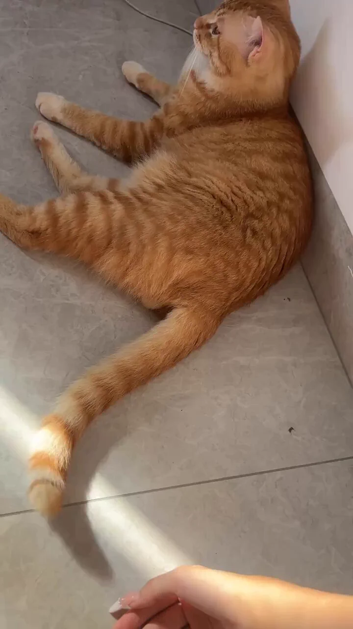 这种动作一般是大猫逗小猫玩的，他把她当小朋友了🤭🤭 https://t.co/iV7eBbUTDR