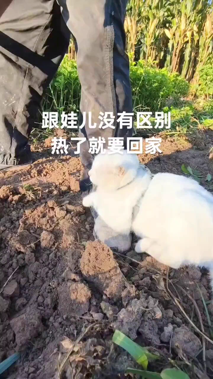有视频为证，要不是猫热要回家，他起码干到中午12点🤭🤭 https://t.co/Hrc9wYh1Pt