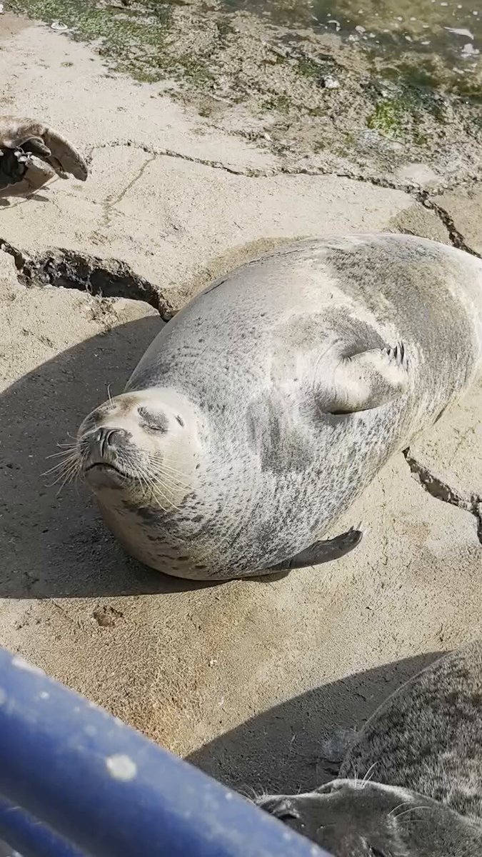 谁点的海豹大叫视频（） https://t.co/3diBSsi079