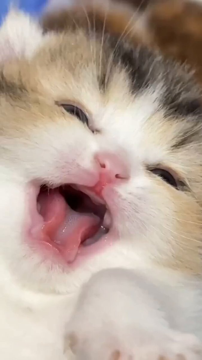 He kept shouting, and his barking made the other cats bark, too https://t.co/EaeVzC4utz