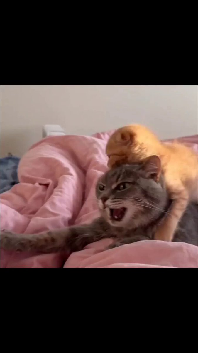 I might be smol but im orange 😼 https://t.co/csTs72J9ys