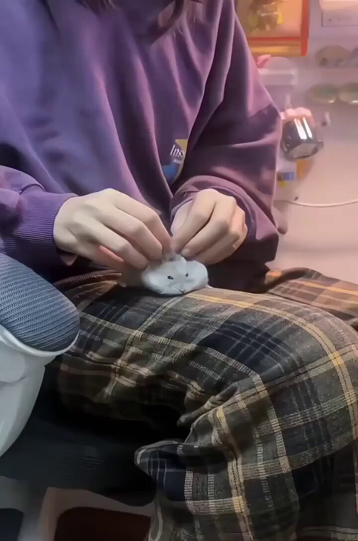 Petting a hamster https://t.co/xfw2UnqlmR