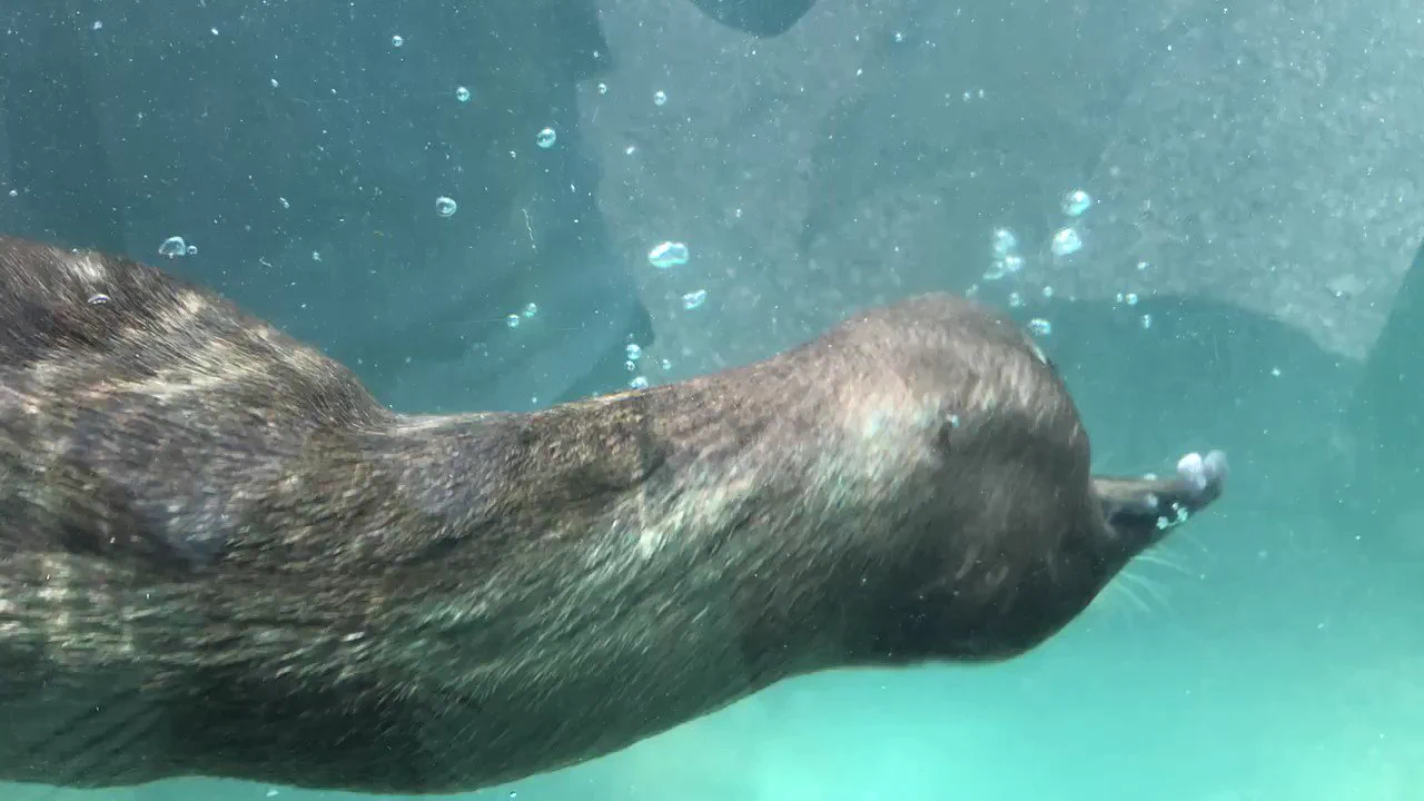 コツメカワウソ「たーのしー！」 https://t.co/z335SECOMk