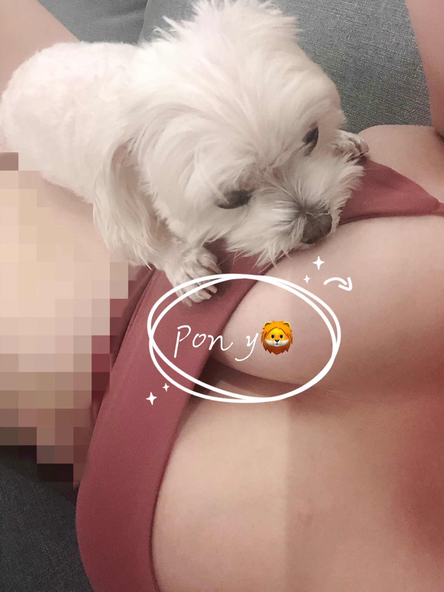 這小傢伙最近真的很愛黏我身上啊... https://t.co/9btObha7sj