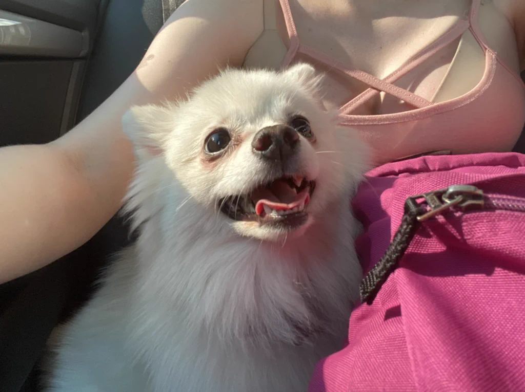 me and my bby doggo alma 👀I'm going to visit my mother, otherwise we haven't seen her for a long time 🌺 https://t.co/zhNx9hmy2p