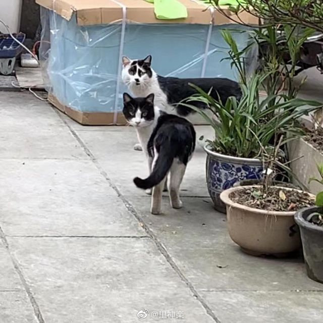 new neko emoticon
@meetissai https://t.co/MfgBE2hkVt