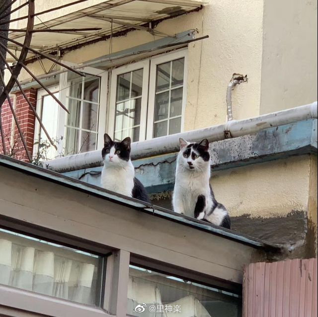 new neko emoticon
@meetissai https://t.co/MfgBE2hkVt