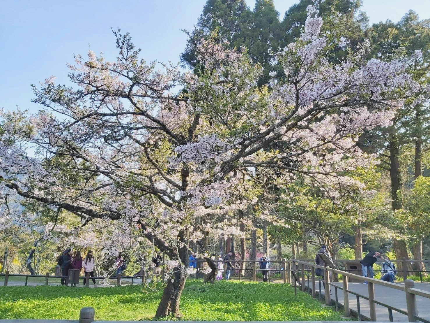 #ThisAttackComeFromTaiwan 臺灣阿里山#AlishanWelcome to Taiwan https://t.co/HfJxmnhsEm