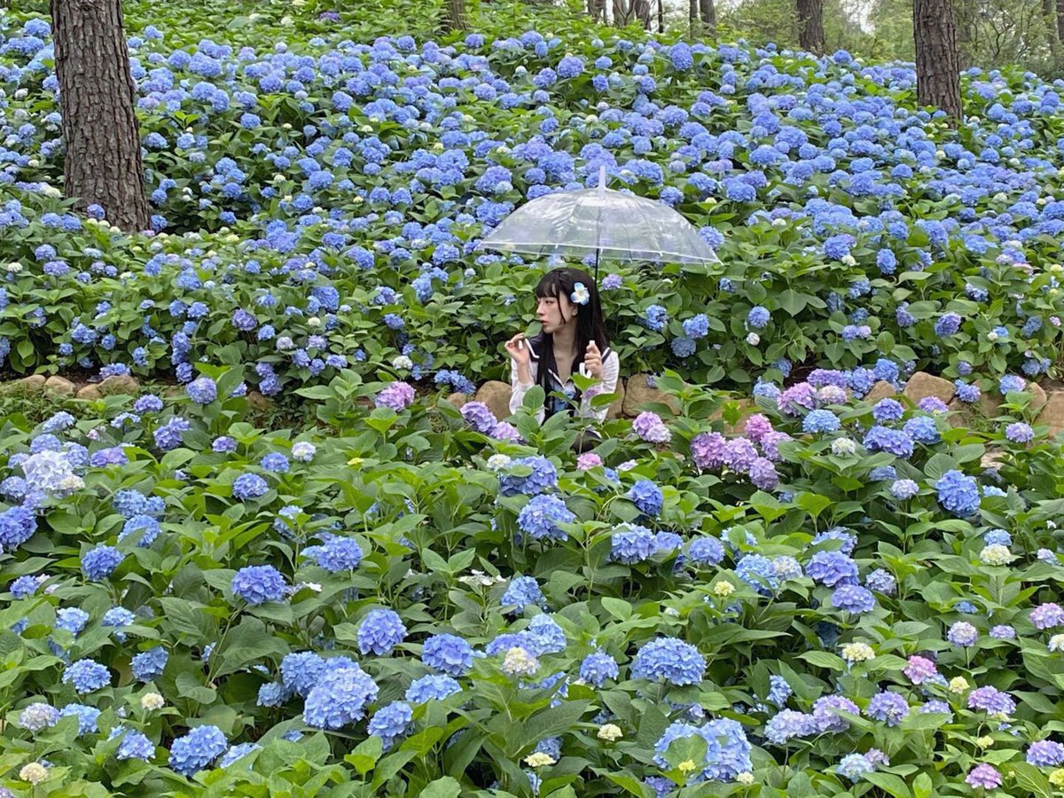あの夏の紫陽花とさんかれあのこと、まだ覚えてますか？ https://t.co/ZiS1mbuKJe