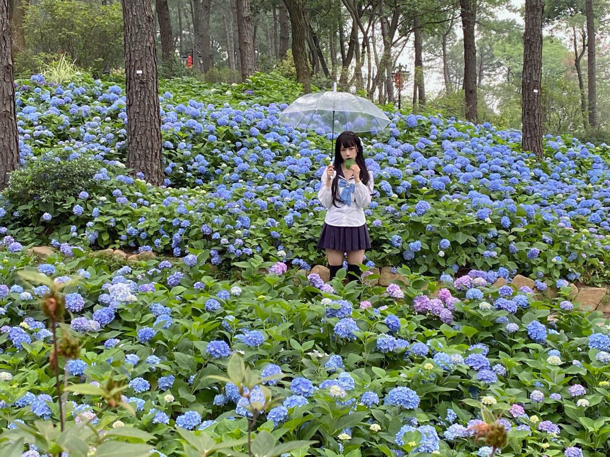 あの夏の紫陽花とさんかれあのこと、まだ覚えてますか？ https://t.co/ZiS1mbuKJe