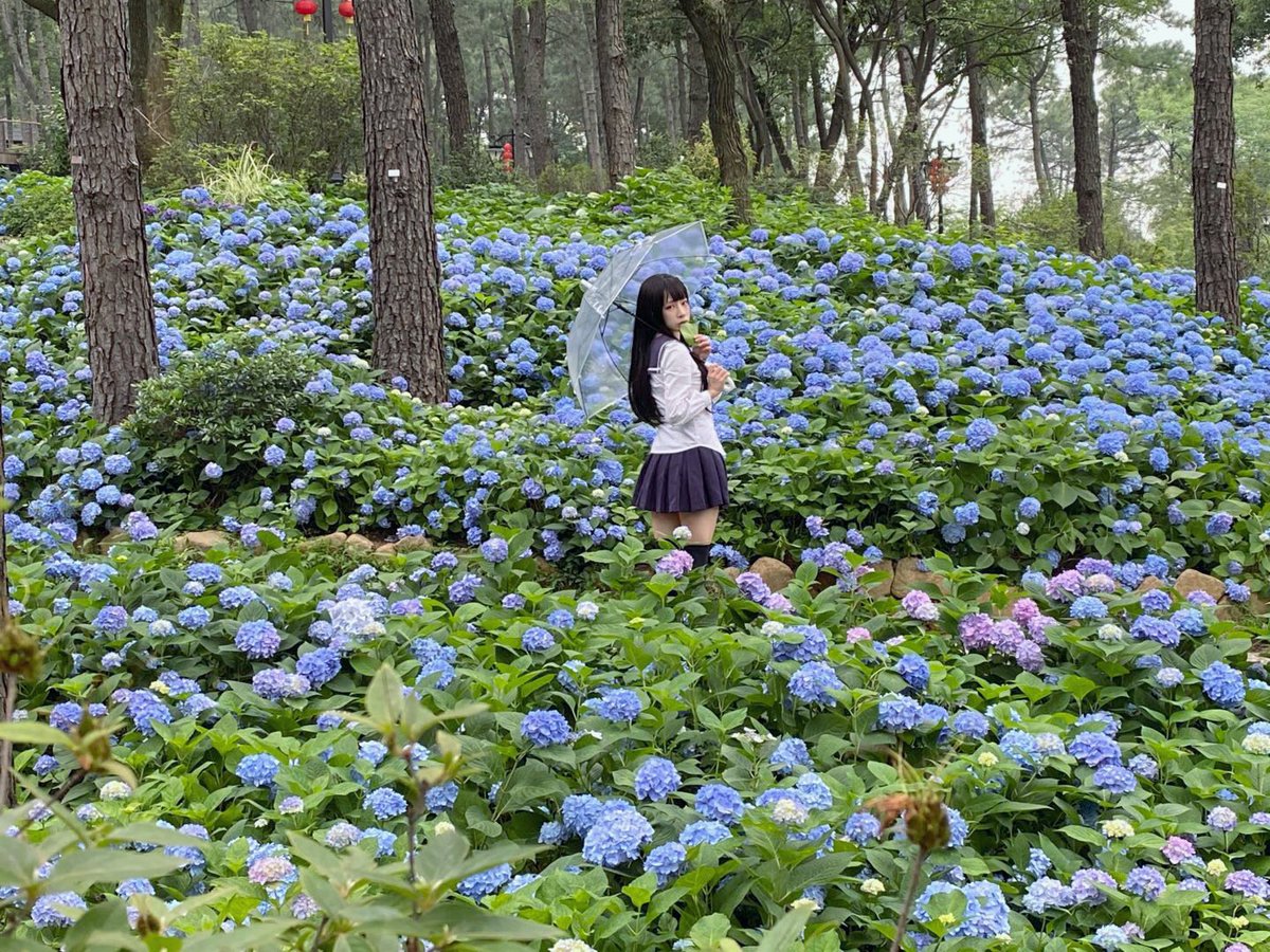 あの夏の紫陽花とさんかれあのこと、まだ覚えてますか？ https://t.co/ZiS1mbuKJe