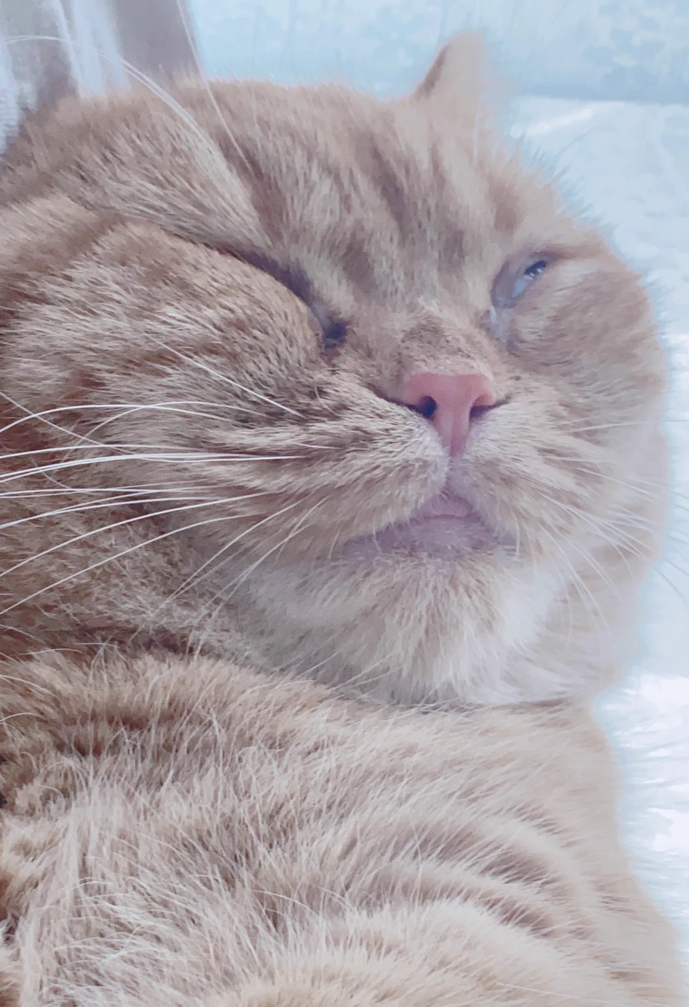 起きたら隣に寝顔ヤバい猫がいたww https://t.co/VCb8dBazDx