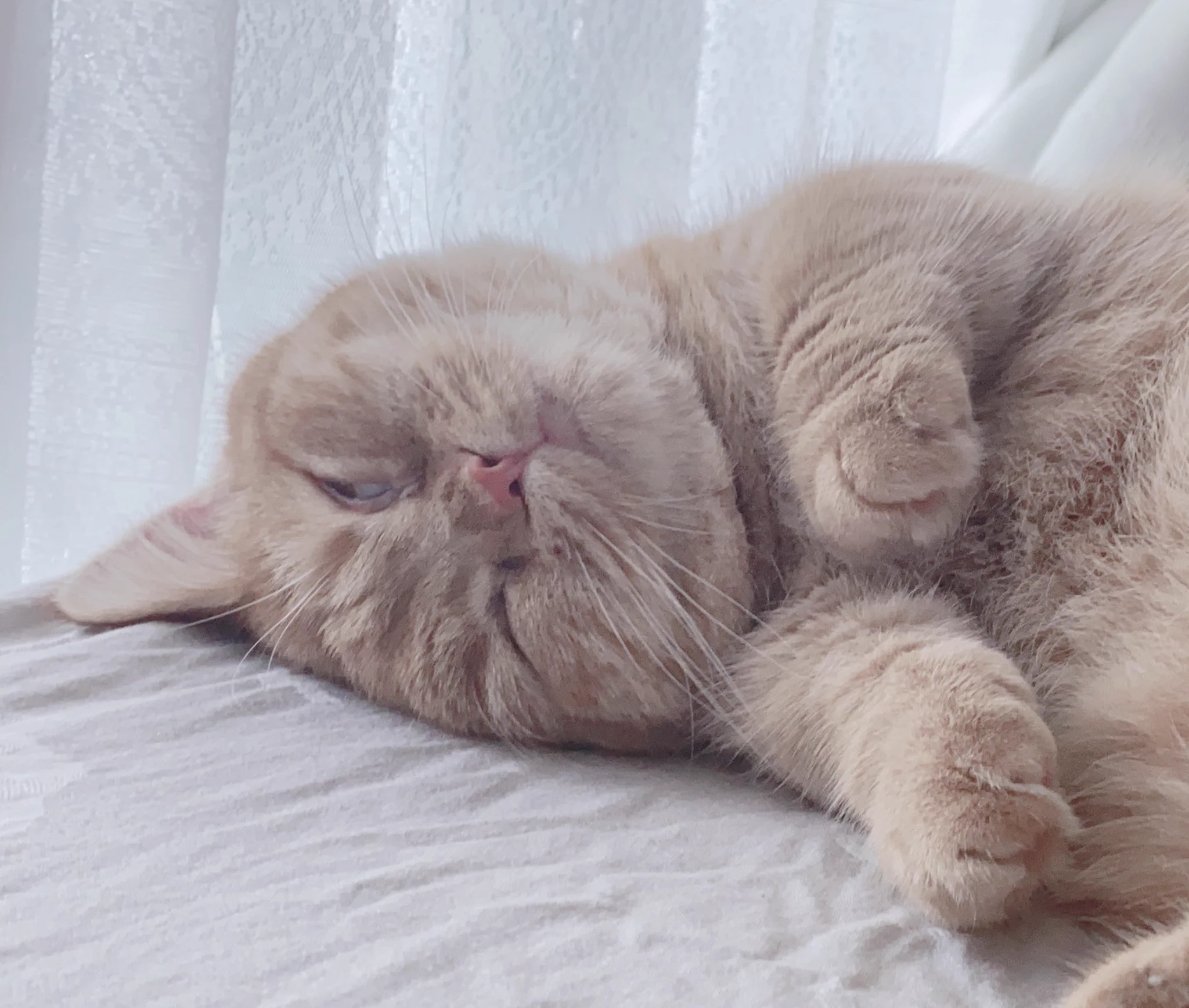 起きたら隣に寝顔ヤバい猫がいたww https://t.co/VCb8dBazDx