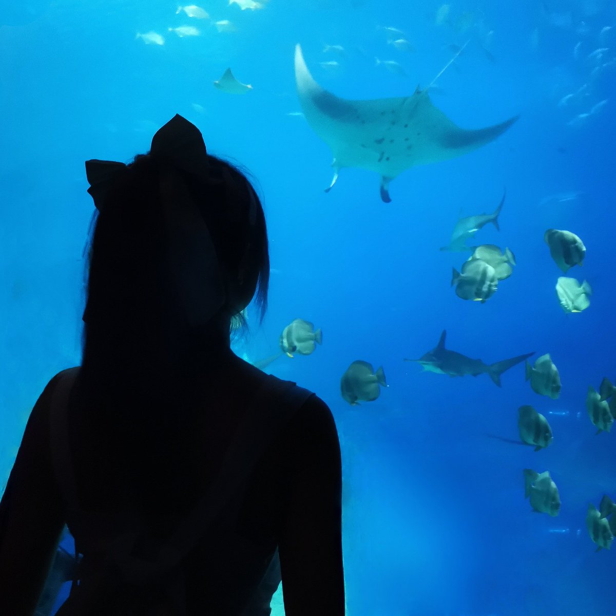 喜欢水族馆 https://t.co/eCmdsDOQox