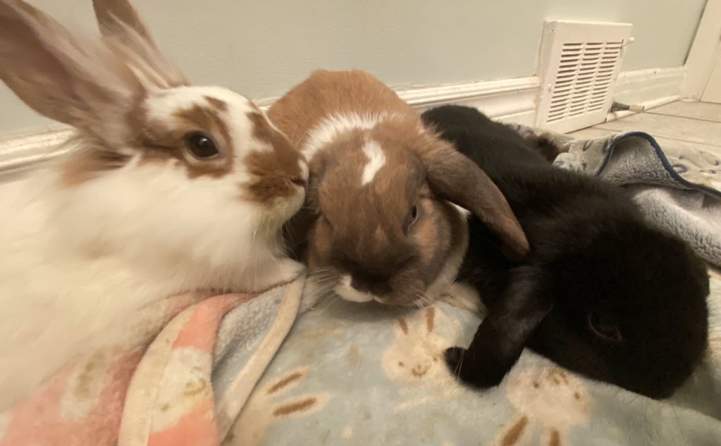 3 lapinous 💓 https://t.co/rDdSYsOVvb