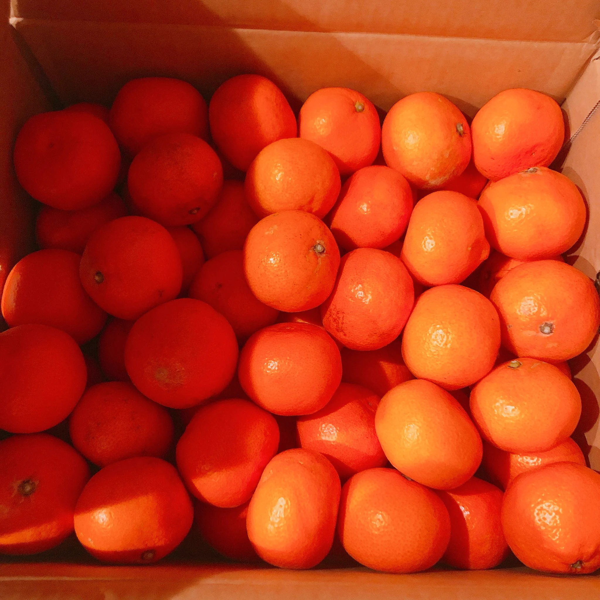 おはよう！お久しぶりです🤍愛媛に行った友達からみかんを大量にいただきました🍊食べ切れる気がしないのでなにかみかん使ったデザートでも作ろうかな❓#愛媛のみかん https://t.co/q68aZbDKPX