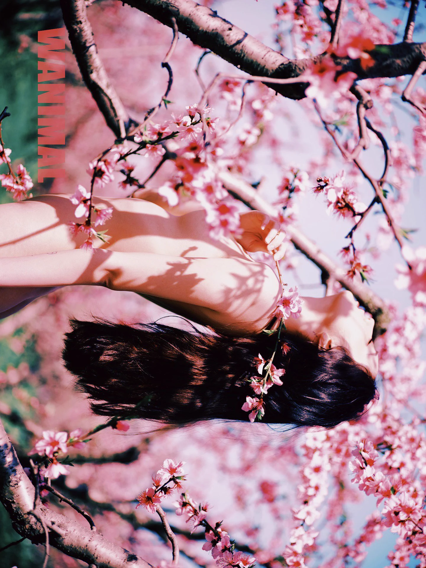 peach blossom@qinweiyingjie https://t.co/PTIsSuFVEz