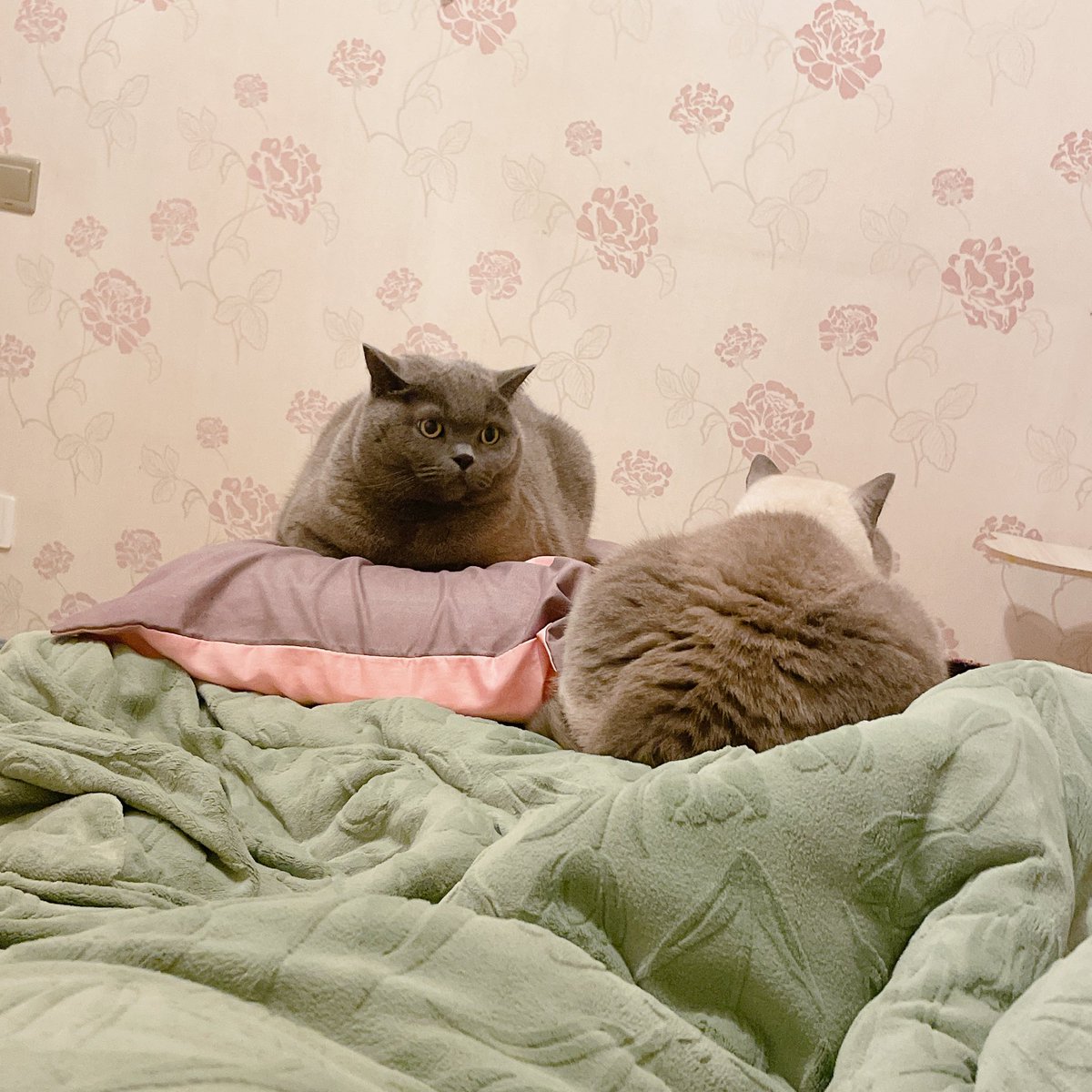 床尾守护神x2 https://t.co/caHWBaCes1