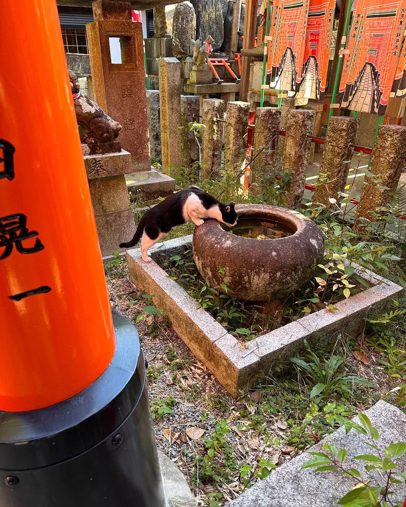 shrine kitties https://t.co/SBrsRuhcHR