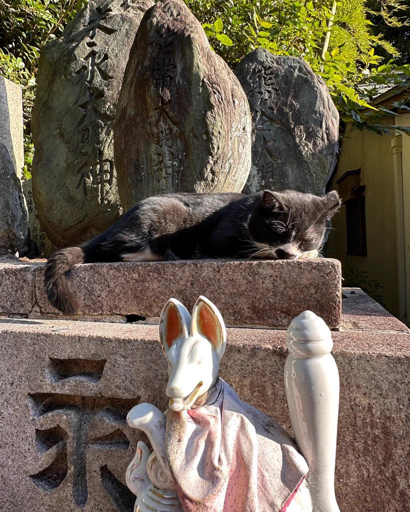 shrine kitties https://t.co/SBrsRuhcHR