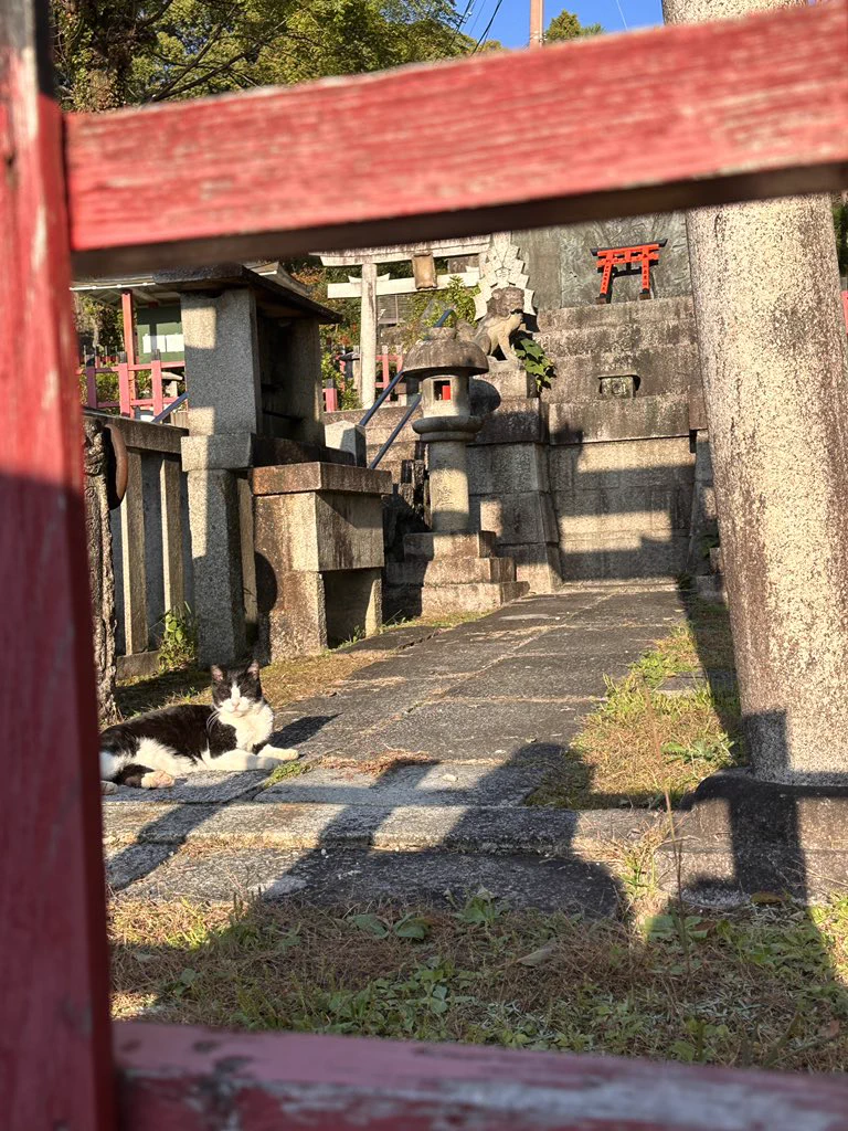shrine kitties https://t.co/SBrsRuhcHR
