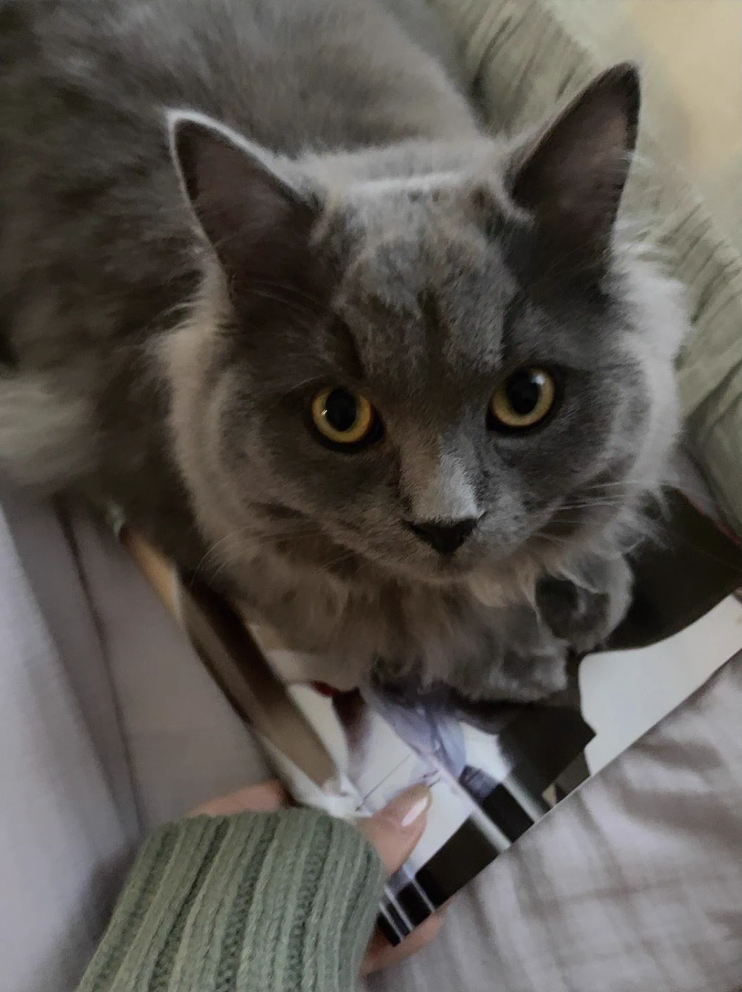 わたちも週刊ポストゲットしたよ（猫の下） https://t.co/58uSIMS5eX