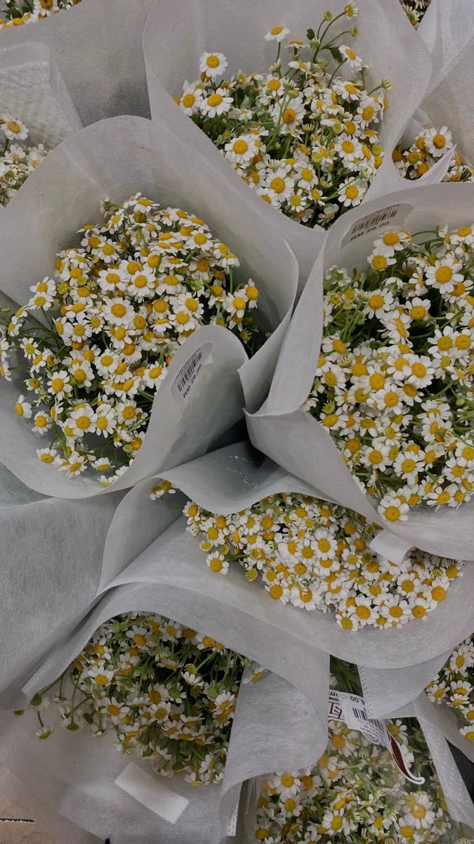 daisies https://t.co/vx38Ivcutr